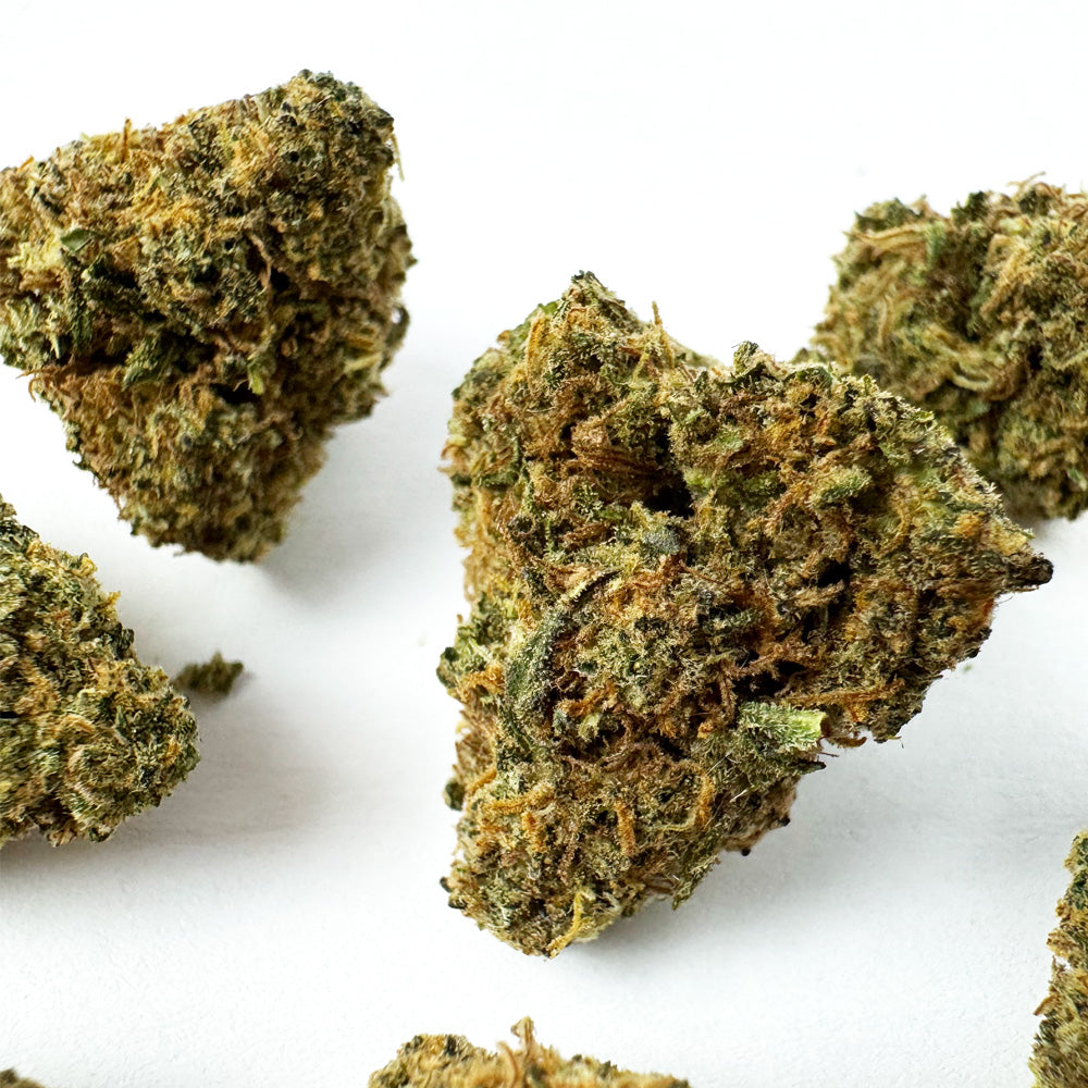 Medium buds Blueberry Muffin - Indoor