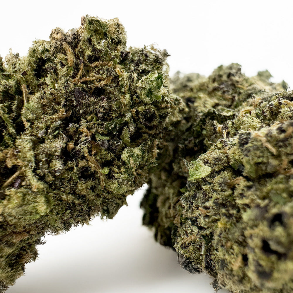 Gelato #41 - Indoor USA