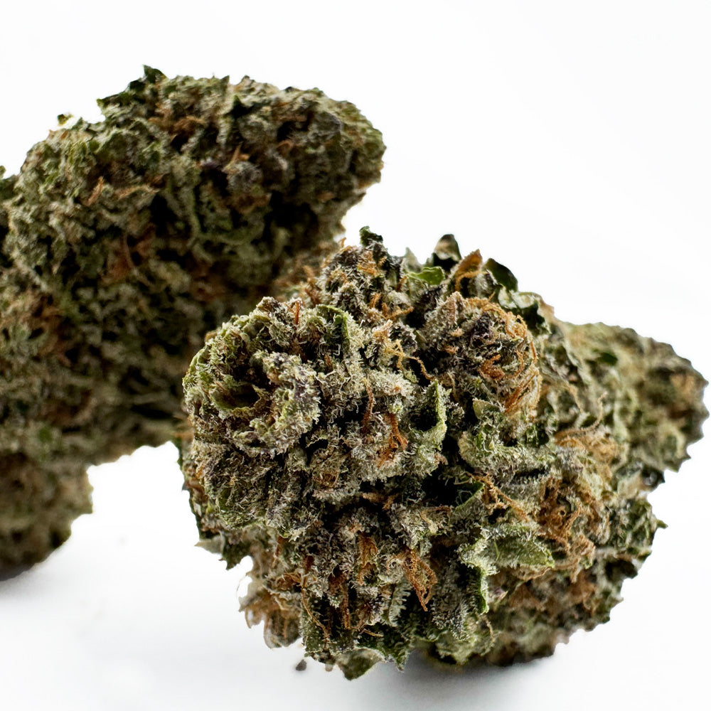 Jelly Cream - Indoor Elite USA — photo 2