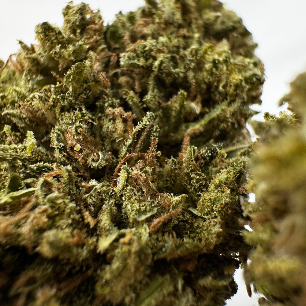 Passion Kush - Hybride USA
