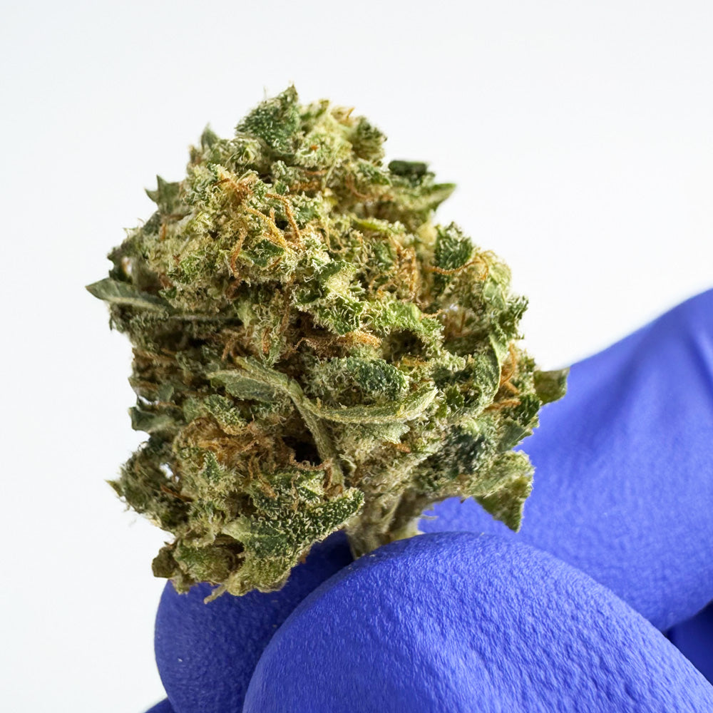 Small buds Amnesia Core Cut - Hybride