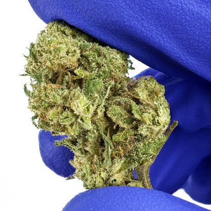 Small buds Amnesia Core Cut - Hybride