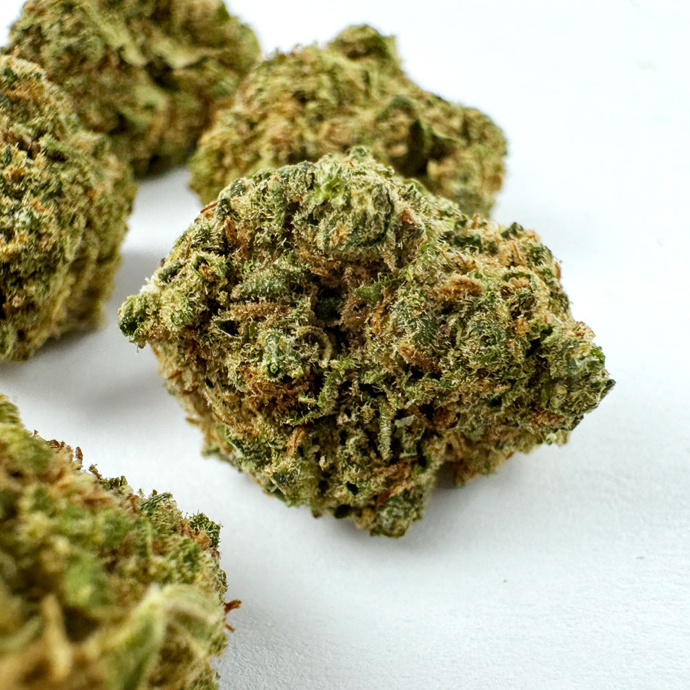 Small buds Blueberry Muffin - Indoor