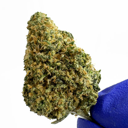 Medium buds Blueberry Muffin - Indoor