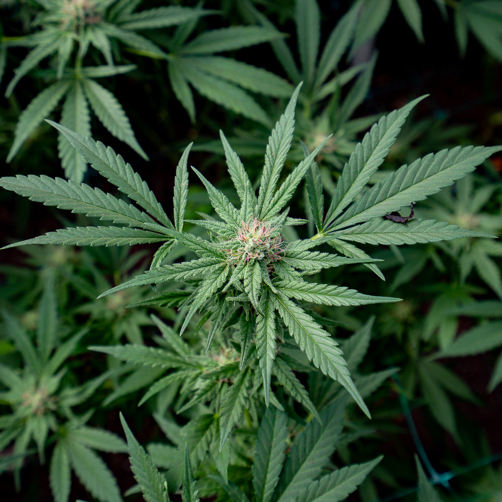 Plante de CBD