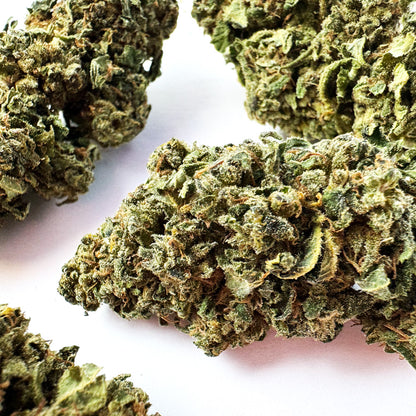 Tropical Haze - Glasshouse — photo 4