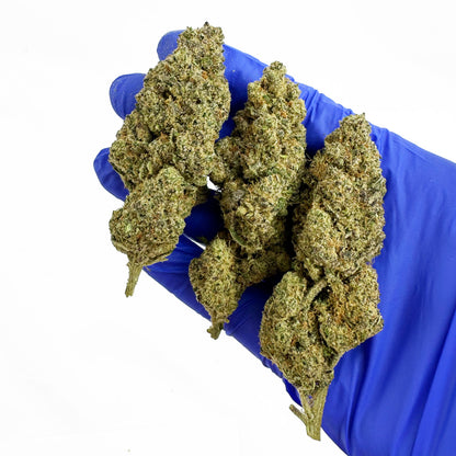 Apple Fritter - Indoor — photo 4