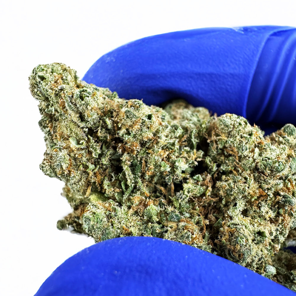 Lemon Haze HT - Indoor — photo 6