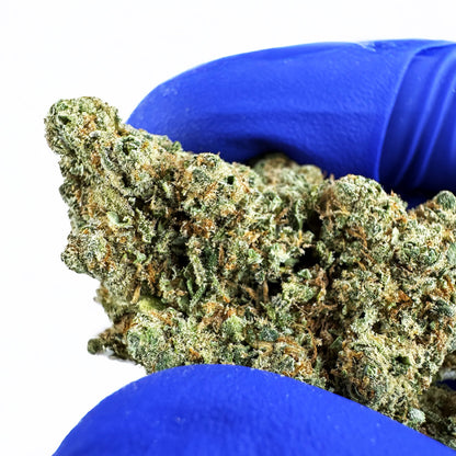 Lemon Haze HT - Indoor — photo 6