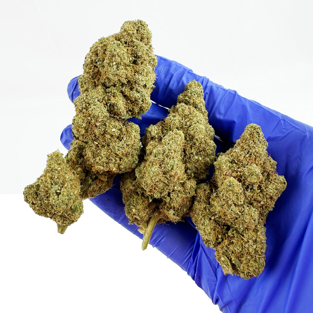 White Runtz - Indoor — photo 6
