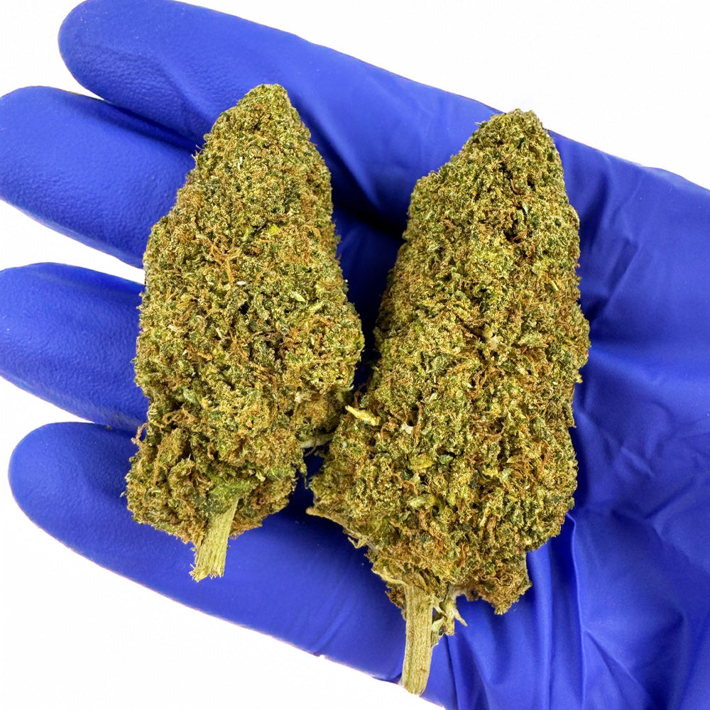 Juicy - Hybride USA