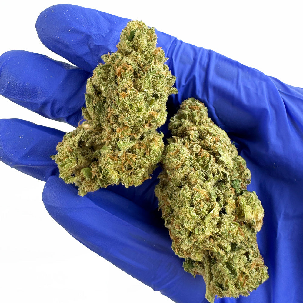 Lemon Meringue — fleur de CBD macro 5