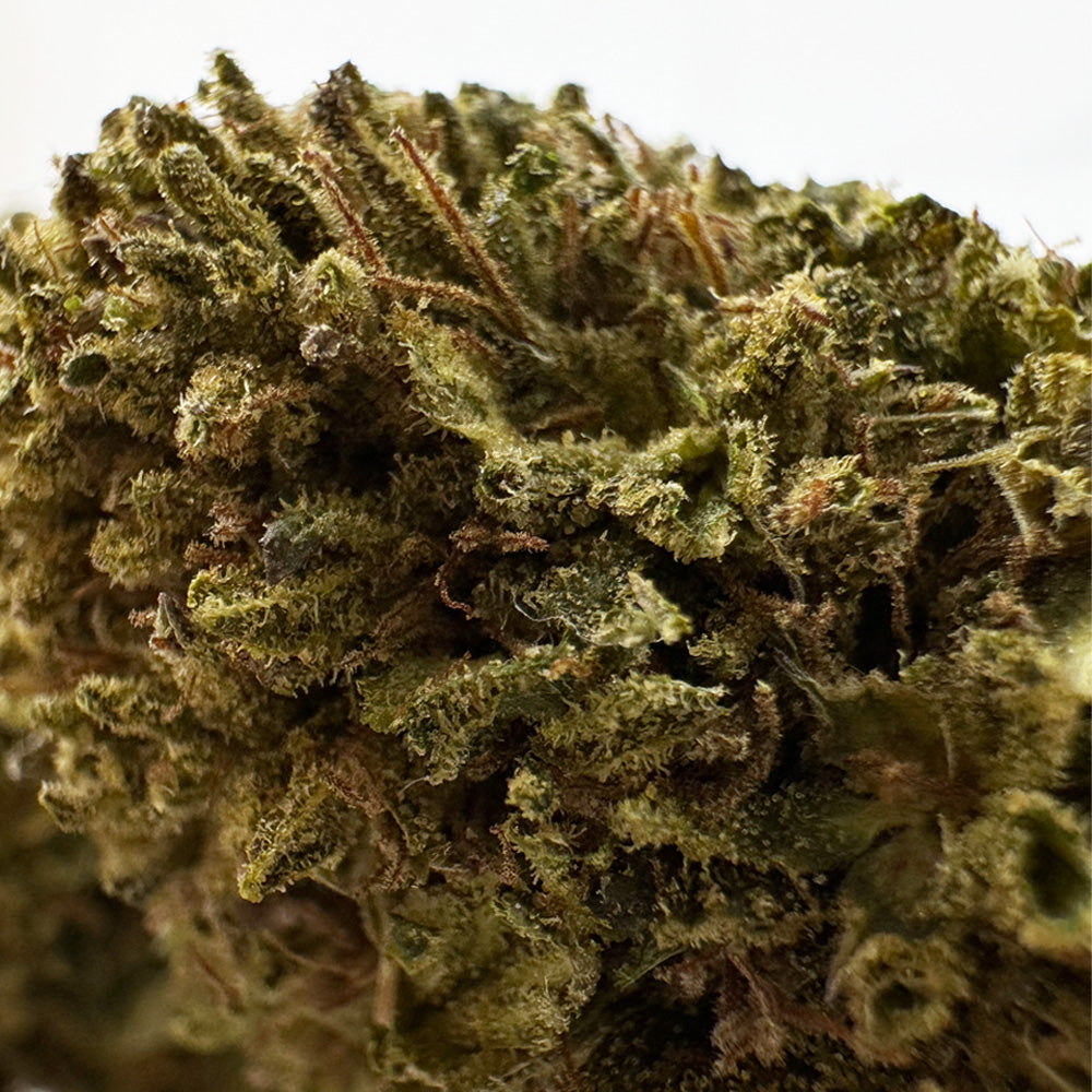 Passion Kush - Hybride USA