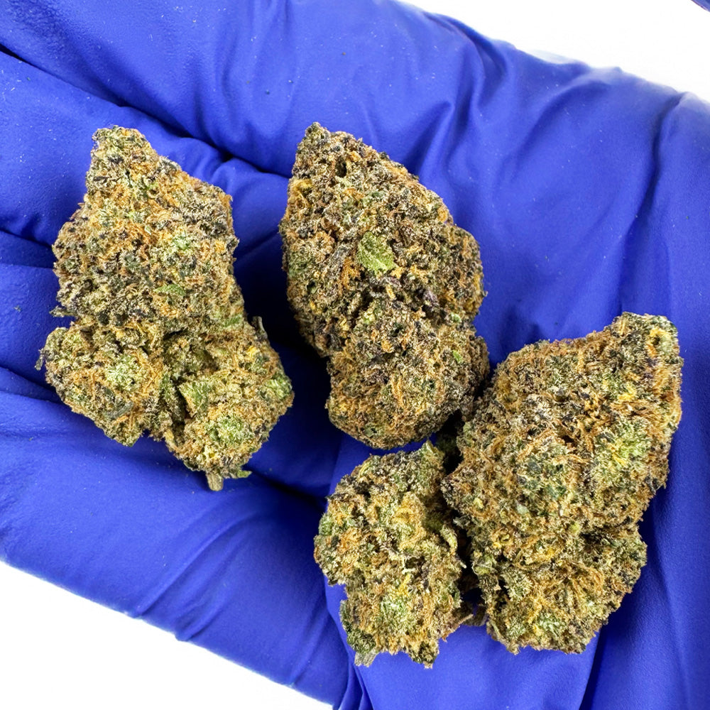 Medium buds Purple Gaz - Indoor
