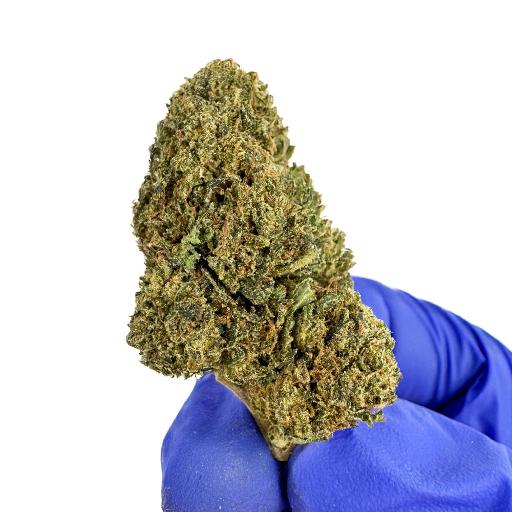 Skywalker - Indoor