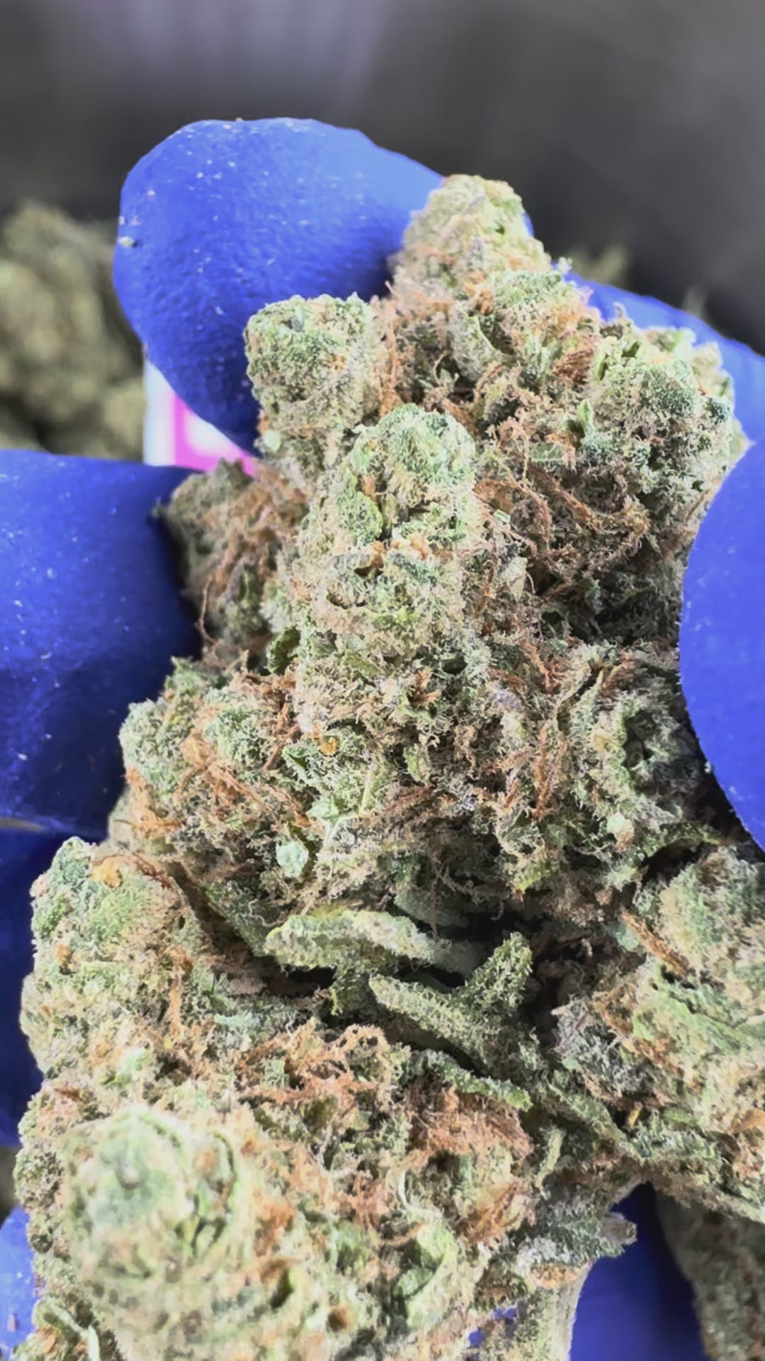 Charger la vidéo: Lemon Haze HT - Indoor — vidéo de présentation