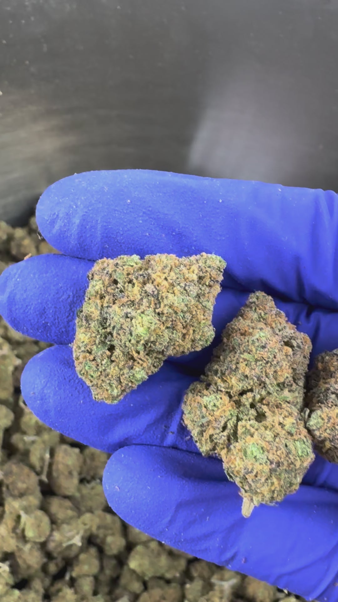 Charger la vidéo: Vidéo de présentation des Medium Buds Purple Gaz CBD Indoor