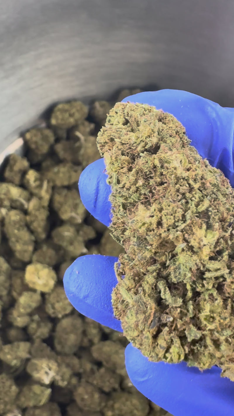 Lemon OG - Hybride USA — vidéo de présentation