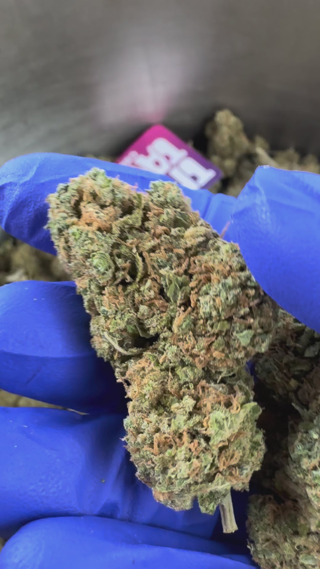 Charger la vidéo: Blueberry Muffin CBD - Indoor — vidéo de présentation