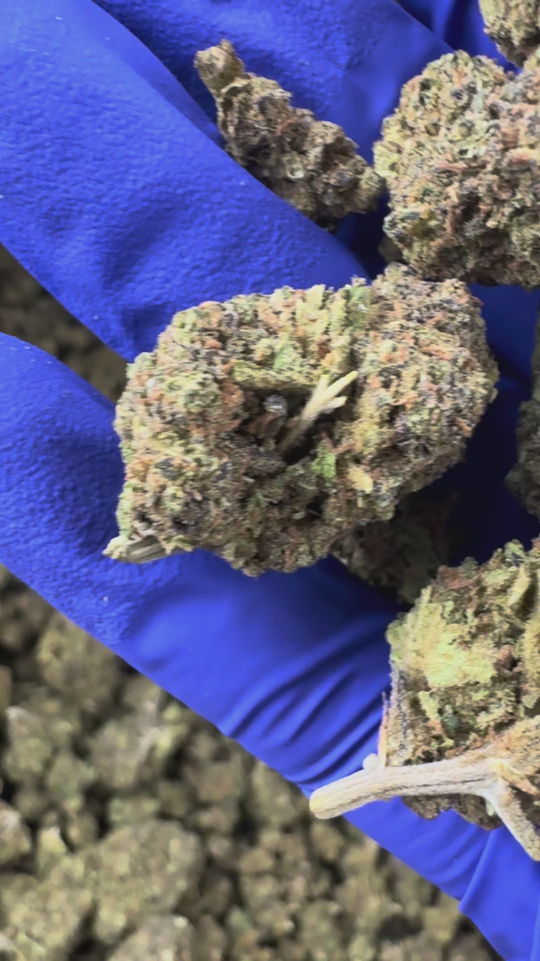 Charger la vidéo: Vidéo de présentation des Medium Buds Haze Berry CBD Indoor