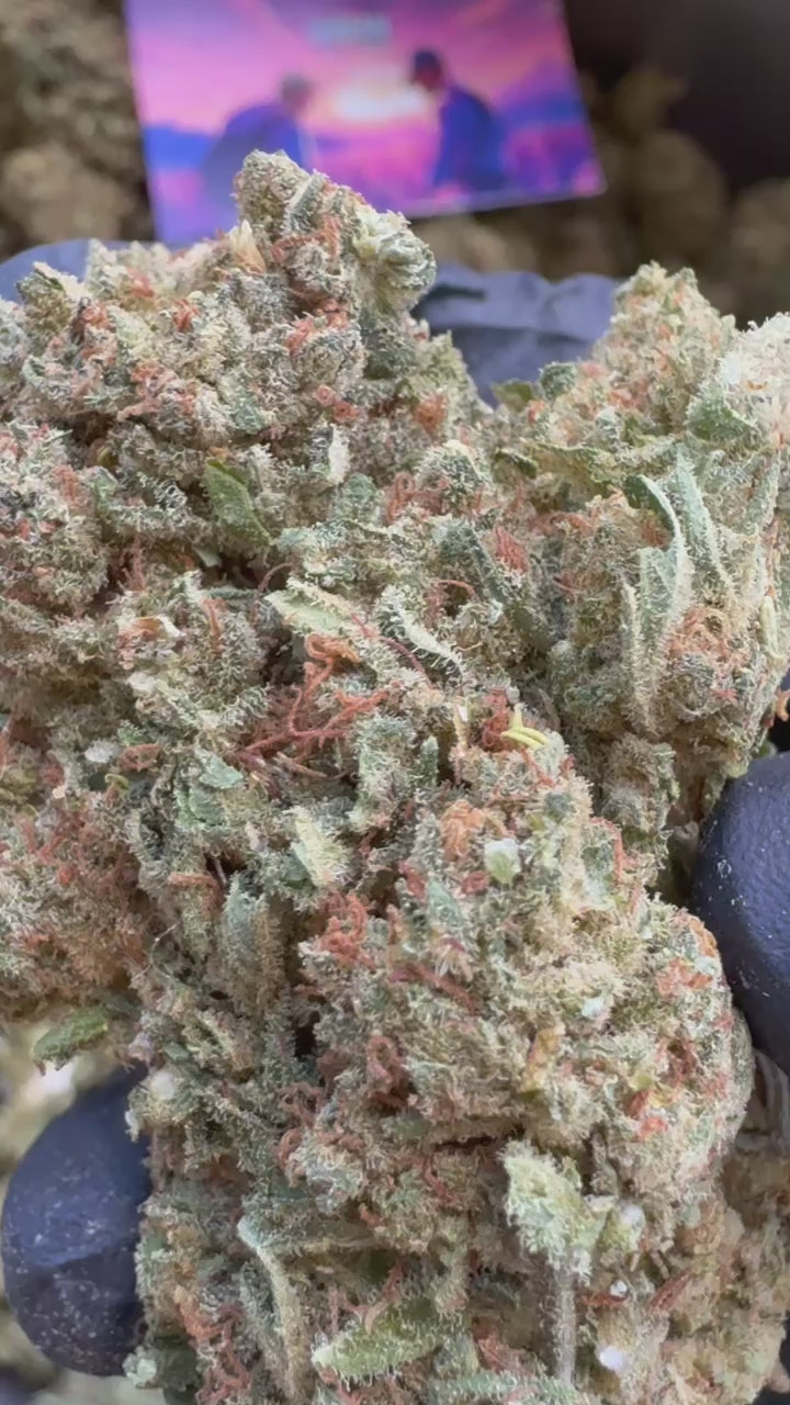 Charger la vidéo: Citrus OG - Indoor — vidéo de présentation