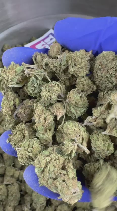 Charger la vidéo: Vidéo de présentation des Small Buds de Critical Hybride USA