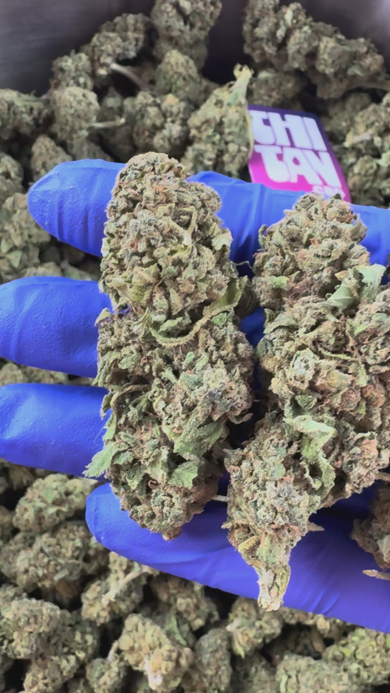 Tropical Haze - Glasshouse — vidéo de présentation