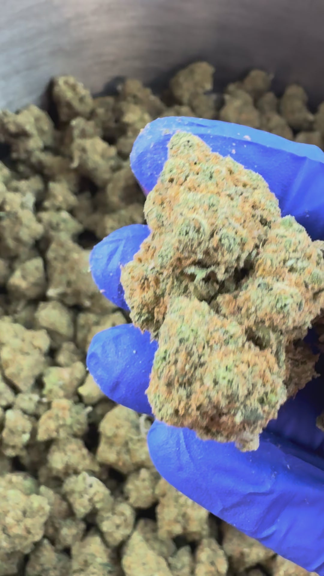 Charger la vidéo: Orange Bud - Indoor — vidéo de présentation