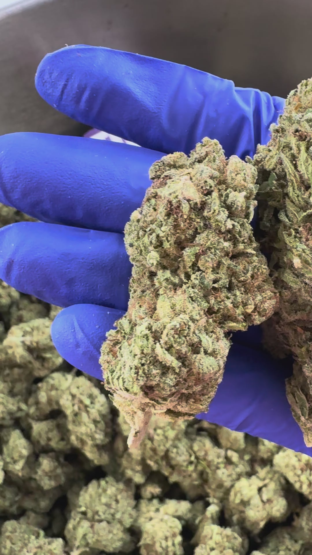 Charger la vidéo: Malabar CBD - Indoor — vidéo de présentation